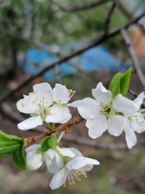 Цветущая слива. село Малиновка, Бурейский район