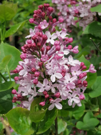 Сирень в Новобурейском