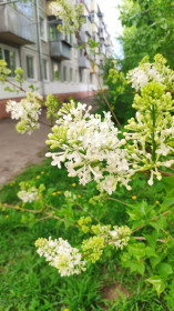 Белая сирень в Благовещенске