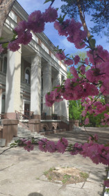 Сакура в Благовещенске