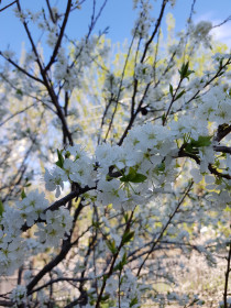 Слива расцвела в с. Поярково