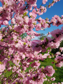 Сакура расцвела в с. Поярково