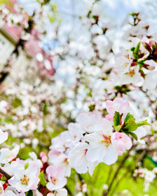 Сакура в Благовещенске