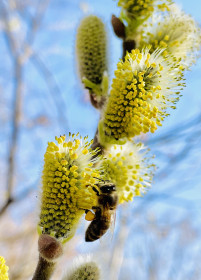 Верба в Верхнеблаговещенском