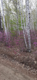 Таёжная красота Зеи