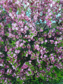 Цветение сакуры, Благовещенск.