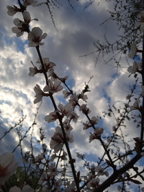 Вишня в Тамбовке