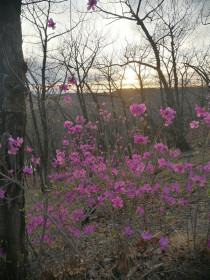 Багульник зацвел. г. Белогорск