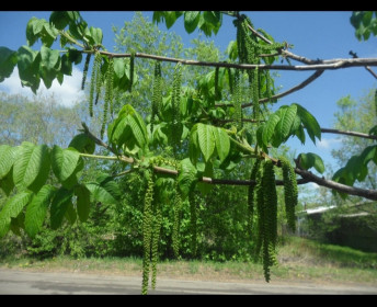 Цветет маньчжурский орех в с. Поярково