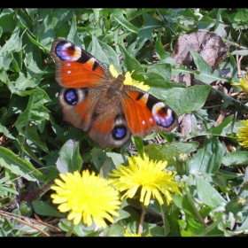 Одуванчики, с. Поярково