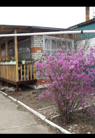 Багульник украшает наш дом в с. Поярково