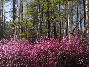 Багульник в Селемджинский районе