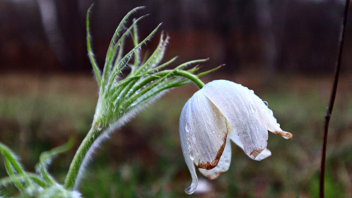 Прострел-альбинос, село Новотроицкое