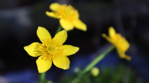 Прекрасная калужница в Призейском