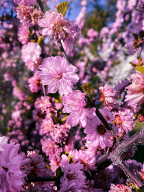 Сакура в АОДКБ