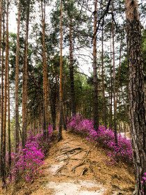 Рододендрон в Белогорье