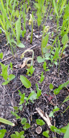 Папоротник-орляк. с. Ленинское