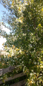 Черемуха. с. Ленинское