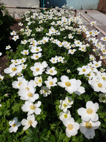 Анемона белая во дворе. г. Благовещенск