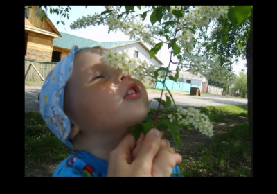 Дурманом сладким веяло. Черемуха. с. Поярково