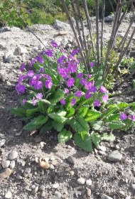 Примулка прижилась у нас во дворе. с. Поярково