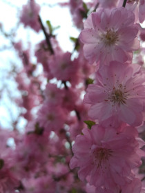 Нежность. Сакура в с. Томское