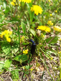 Одуванчик охраняемый. с. Томское