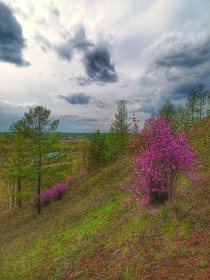Багульник в Сковородинском районе