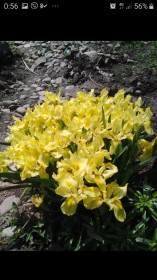 Дикий желтый ирис. с. Поярково