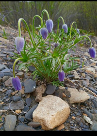 Подснежник в с. Поярково