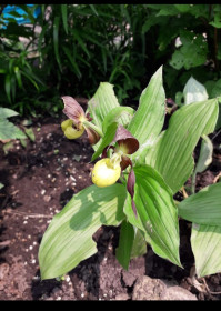 Венерин башмачок, с. Поярково