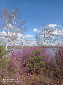 Рододендрон в г. Зея