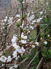 Нежная весна. Вишня в г. Зея