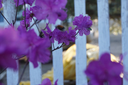 Багульник, с. Резуновка