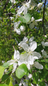 Яблоня, п. Архара