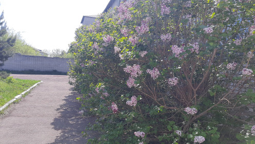 Сирень, п. Архара