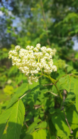 Бузина, п. Архара