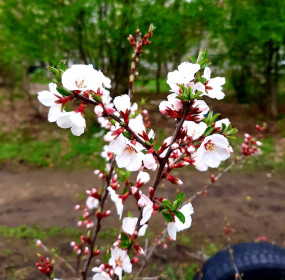 Вишня, г.  Благовещенск