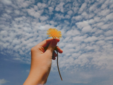 Одуванчик в с. Новогеоргиевка