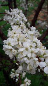 Слива, п. Февральск