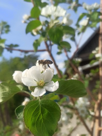 Яблоня в Тамбовском районе