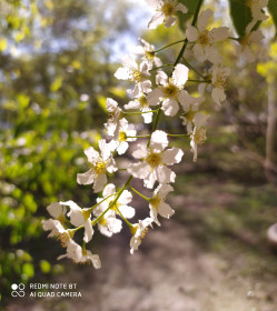 Зацвела черемуха, г. Благовещенск