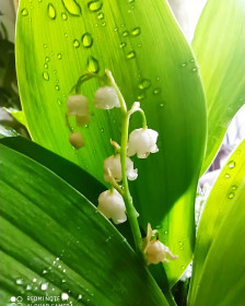 Ландыши в Моховой Пади