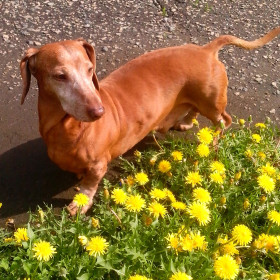 Одуванчики в Благовещенске