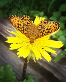 Одуванчик в Магдагачинском районе