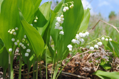 Ландыши. Это фото сделано на Бурейской земле