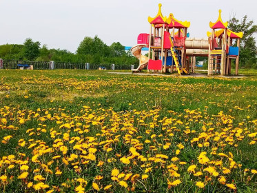 Одуванчики на набережной п. Новобурейский