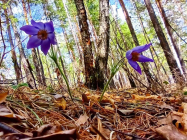 Сон-трава. На сопках г. Зея