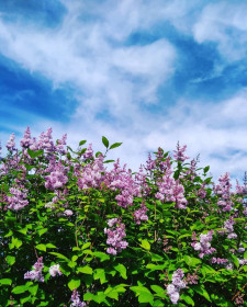 Сирень.  г. Зея