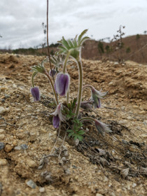 Подснежник. Недалеко от с. Новинка